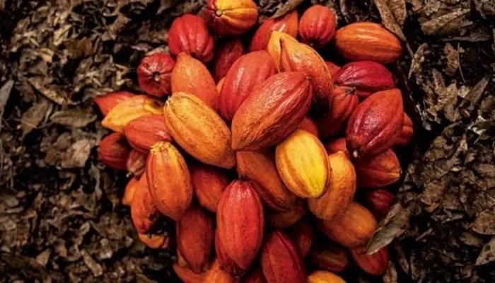 Descubra o Roteiro Imperdível da Costa do Cacau na Bahia