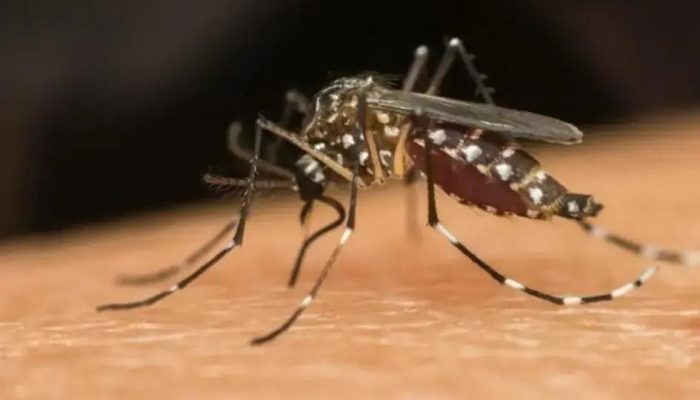 DF inicia liberação de mosquitos Wolbachia para combater dengue