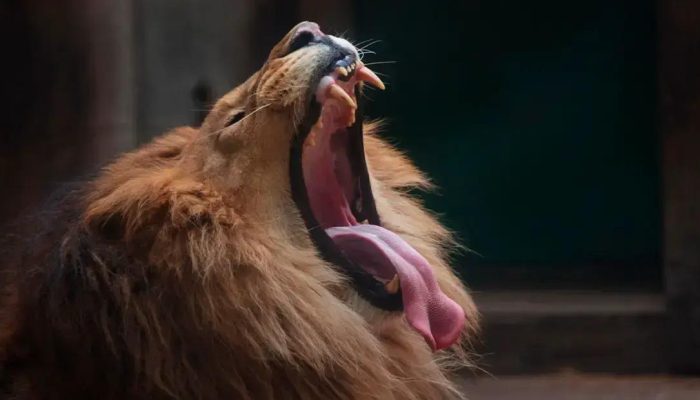 Dicas valiosas para evitar erros na declaração do Imposto de Renda