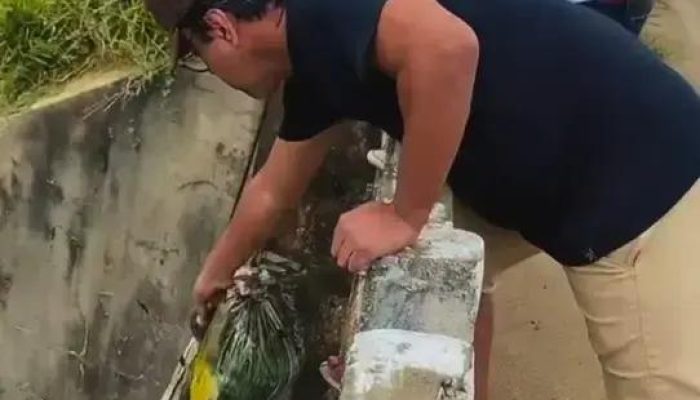 Drama de resgate de animais: a luta do cachorro Guerreiro em Itarantim