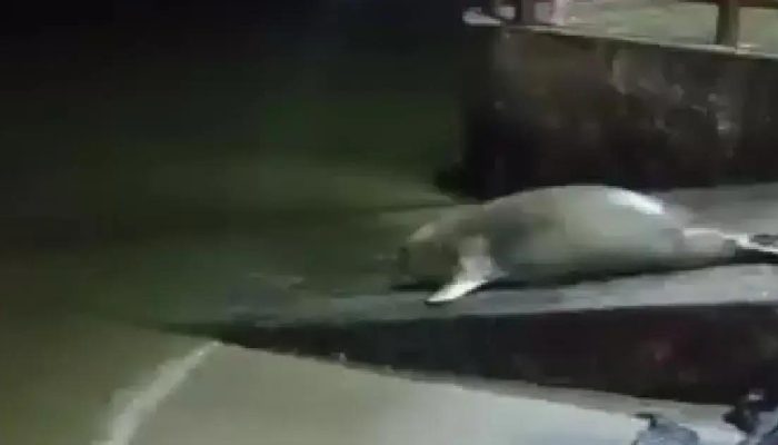 Elefante-marinho é avistado em nova região da Bahia e encanta moradores