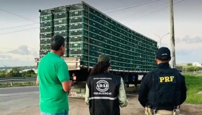 Esforço social: frangos apreendidos em Feira de Santana são doados