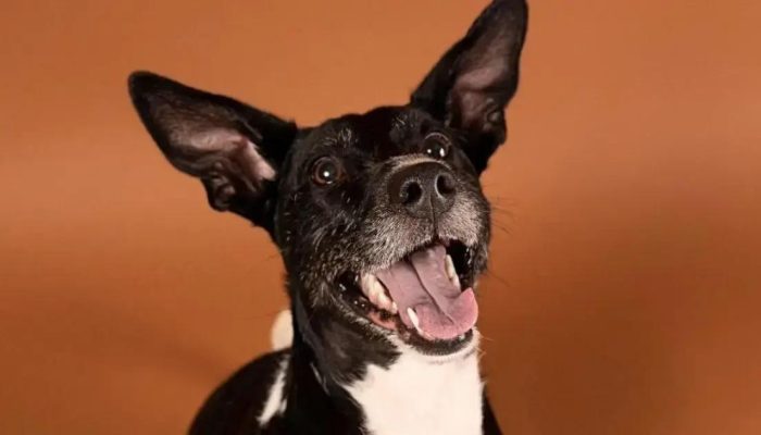 Feira de adoção de pets retorna a Lauro de Freitas neste sábado