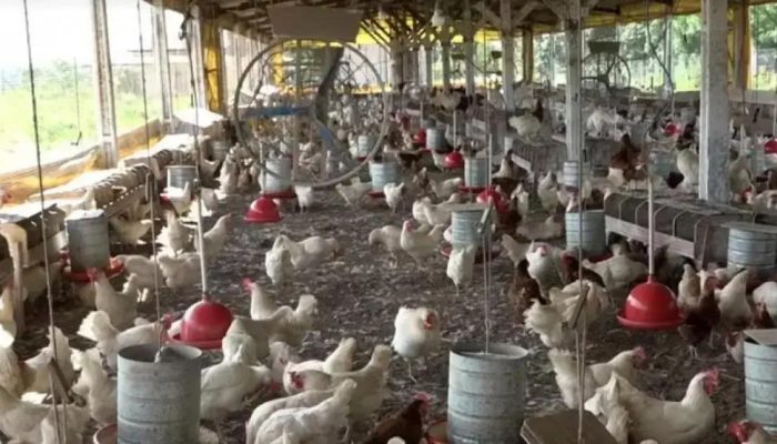 Feira de Santana se destaca na produção de ovos na Bahia em 2024
