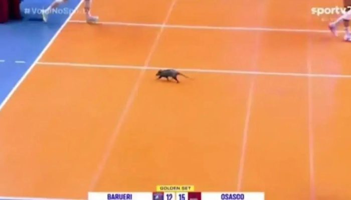 Gambá invade quadra e paralisa semifinal do Paulista feminino de vôlei