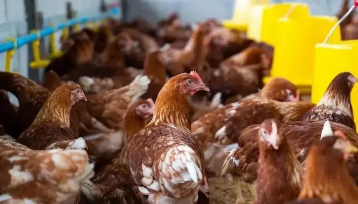 Goiás registra primeiro caso de gripe aviária em galinhas de quintal
