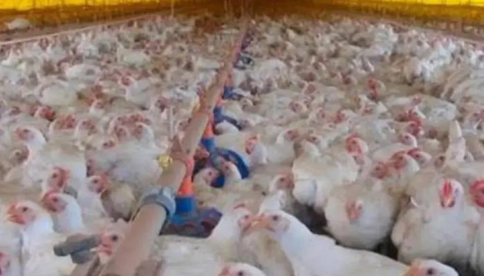Gripe aviária chega ao Brasil: O que você precisa saber sobre a doença
