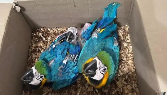 Homem preso por transporte ilegal de animais silvestres em Feira de Santana