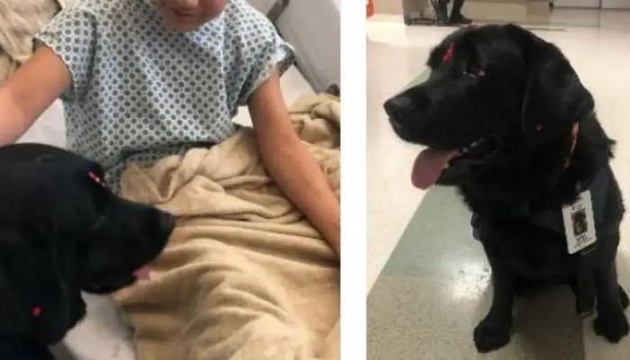 Hospital Ortopédico da Bahia amplia terapia assistida com novo cão terapeuta