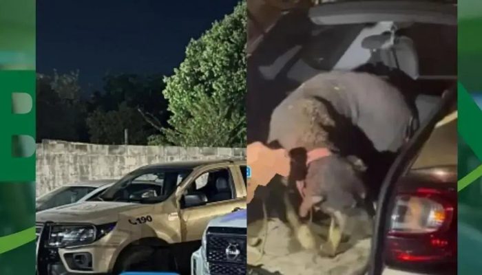 Idoso preso por agredir cães em flagrante em Luís Eduardo Magalhães