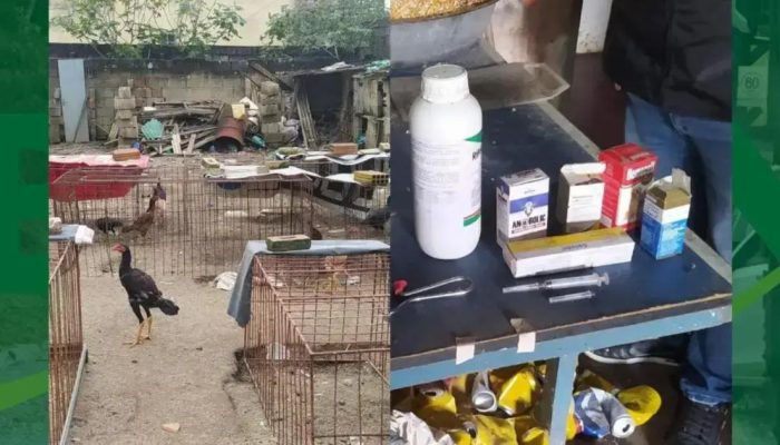 Idoso preso por rinha de galo e posse ilegal de arma no sudoeste baiano