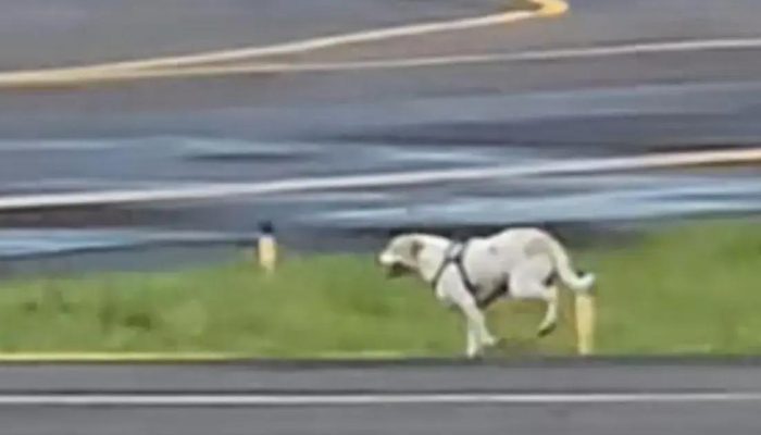 Incidente com cachorro atrasa pouso em aeroporto na Bahia