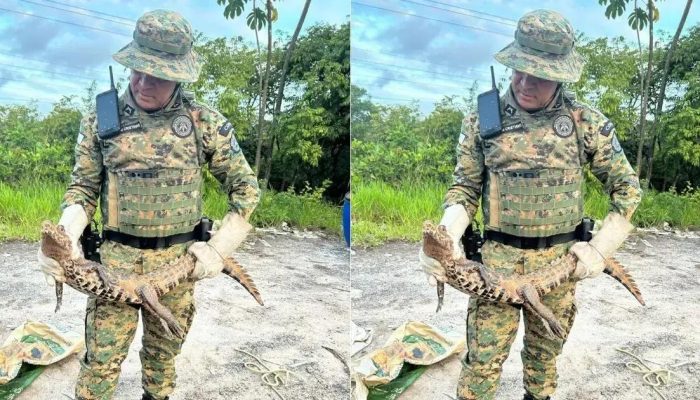 Jacaré-anão resgatado na Grande Salvador: Ações de proteção ambiental