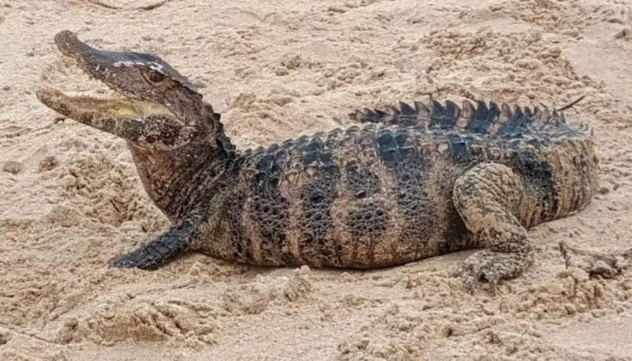 Jacaré é resgatado na Praia de Patamares por policiais em Salvador