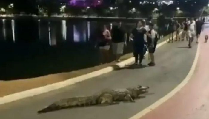 Jacaré surpreende e bloqueia ciclovia em passeio pelo Parque das Águas em Cuiabá