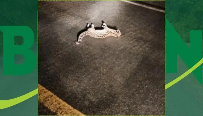 Jaguatirica é atropelada na BR-420 em Jaguaquara, Bahia