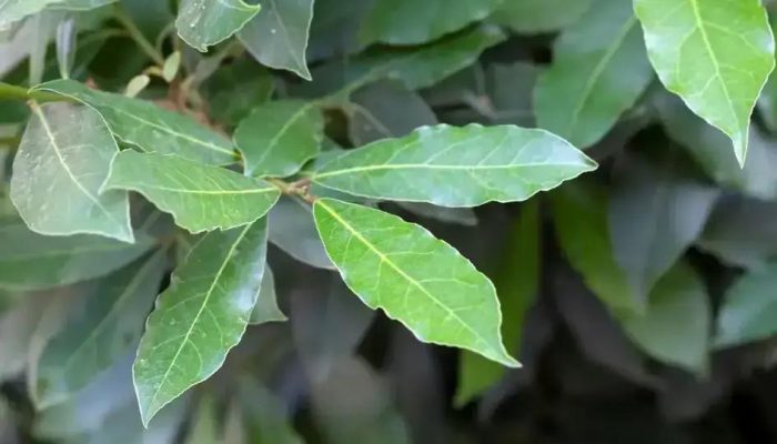 Louro: O repelente natural que espanta baratas de casa