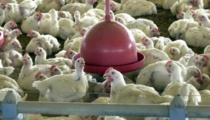 Minas Gerais descarta 450 toneladas de ovos de granja com gripe aviária