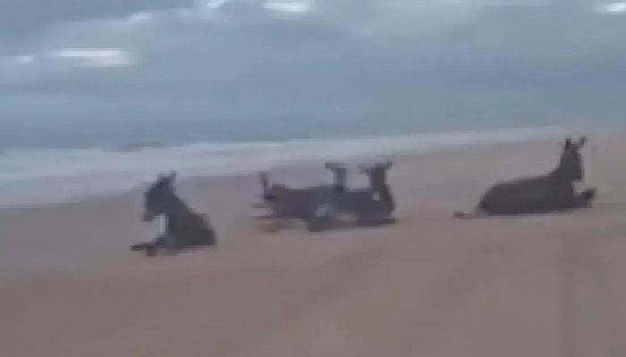 Momento descontraído dos jegues em praia da Bahia encanta internautas