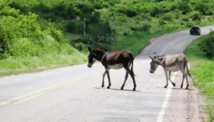 MP-BA recomenda apreensão de animais na BA-120 para segurança rodoviária