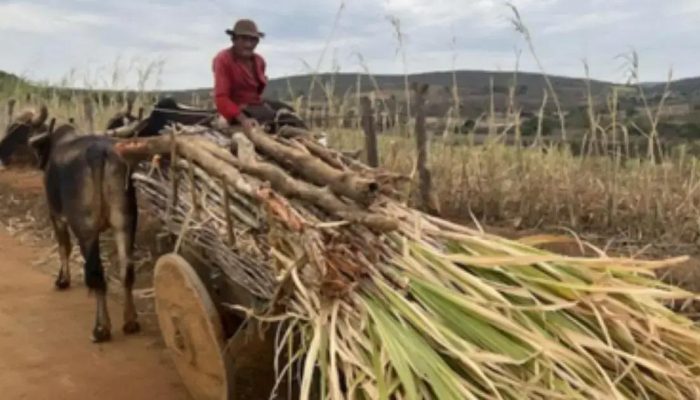 MPF entra com ação para proteger comunidade tradicional em Licínio de Almeida