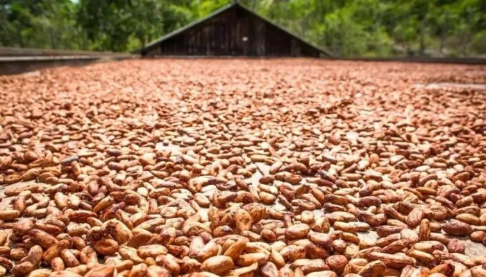 Nestlé acelera práticas de agricultura regenerativa na Bahia