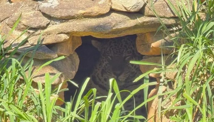 Onça que atacou caseiro em MS viverá em cativeiro após perder medo