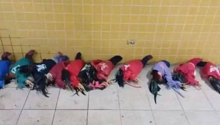 Operação da PRF em Feira de Santana resgata 67 aves silvestres e apreende produtos