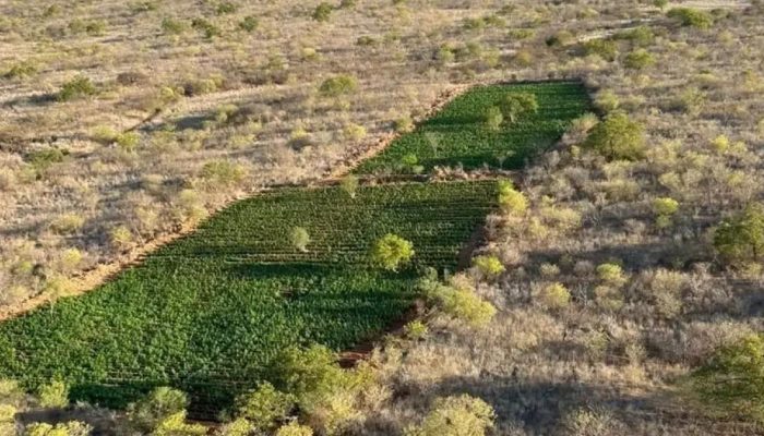Operação em Curaçá destrói 200 mil pés de maconha em Bahia