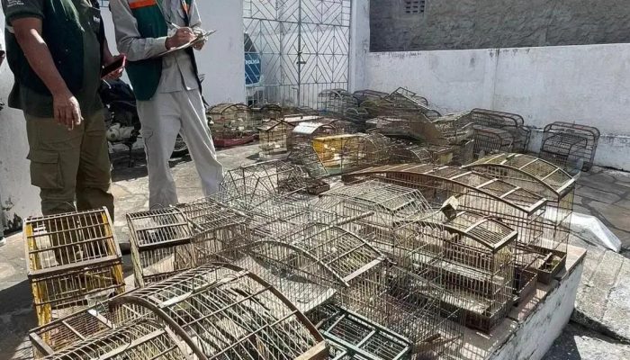 Operação resgata mais de 300 aves silvestres de tráfico na Bahia