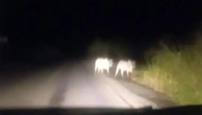 Perigo na rodovia BA-263: gado solto entre Itapetinga e Itambé