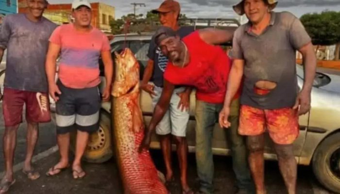 Pescadores capturam impressionante pirarucu de 92 kg no Rio São Francisco