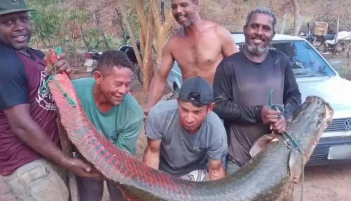 Pirarucu encontrado na Bahia: risco à fauna local e desafios para controle