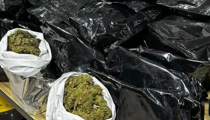 PM apreende 45 kg de maconha após perseguição e capotamento em Itabuna