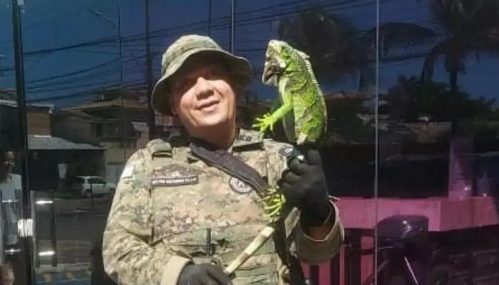 PM resgata iguana em Stella Maris; animal é levado para cuidados especiais