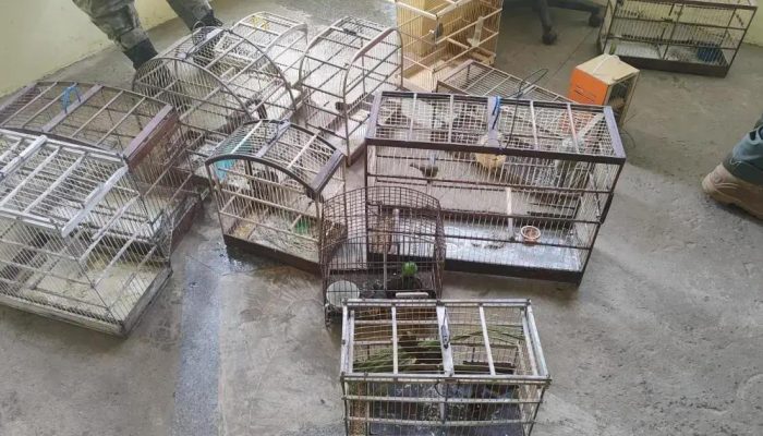 Polícia apreende 35 aves silvestres em feira livre de Dias d'Ávila
