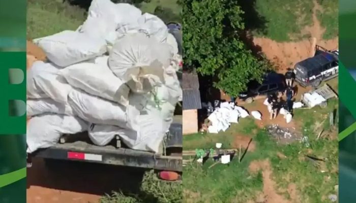 Polícia Civil apreende mais de meia tonelada de maconha em Itamaraju