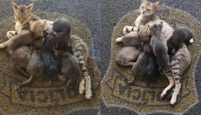 Polícia Civil da Bahia convida Santo Antônio a adotar filhotes de gato