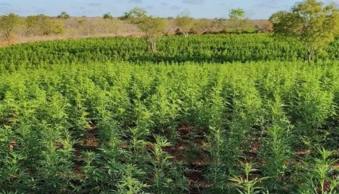 Polícia erradica 200 mil pés de maconha e prende suspeitos na Bahia
