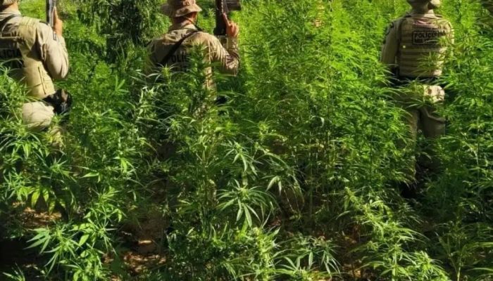 Polícia erradica plantação de 26.500 pés de maconha na Bahia