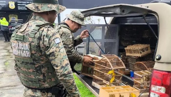 Polícia resgata 150 aves silvestres em cativeiro ilegal na Bahia