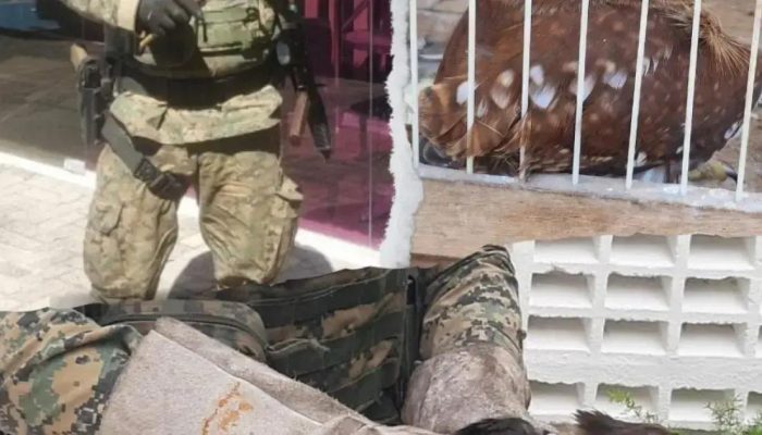 Polícia resgata 25 animais silvestres durante as festividades de São João