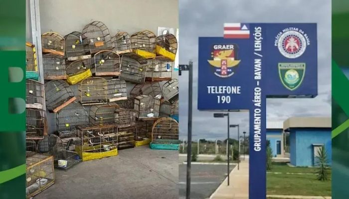 Polícia resgata 54 aves silvestres em estado de maus-tratos no Oeste baiano