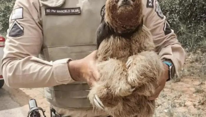 Policiais resgatam bicho-preguiça em Imbassaí com carinho e cuidado