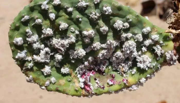 Praga ameaça plantações de palma forrageira em 33 municípios da Bahia