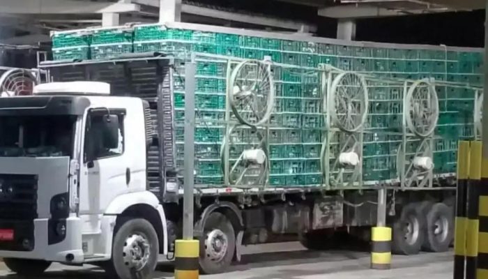 PRF apreende caminhão com 2 mil frangos vivos em Feira de Santana