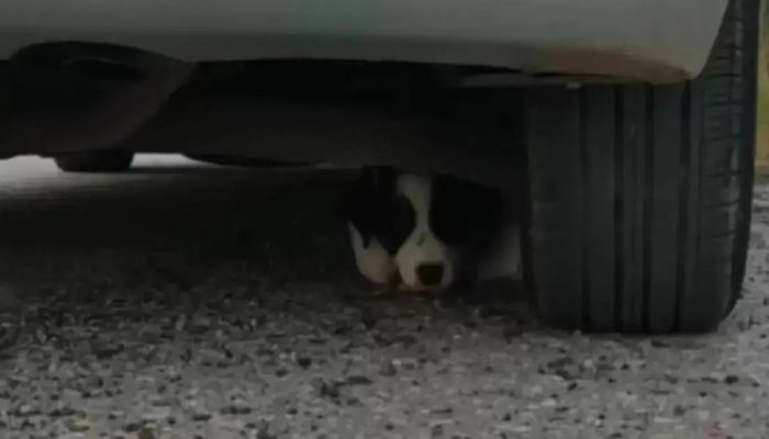 Projeto de lei propõe punição rigorosa para motoristas que abandonam animais