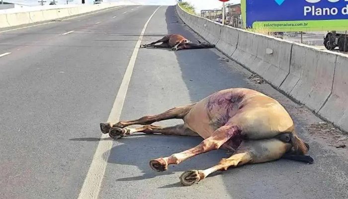 Quatro Animais de Grande Porte Atropelados em Feira de Santana em uma Semana