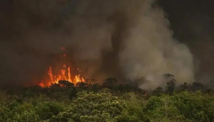 Queimadas implicam aumento de 92% no desmatamento da Amazônia em maio