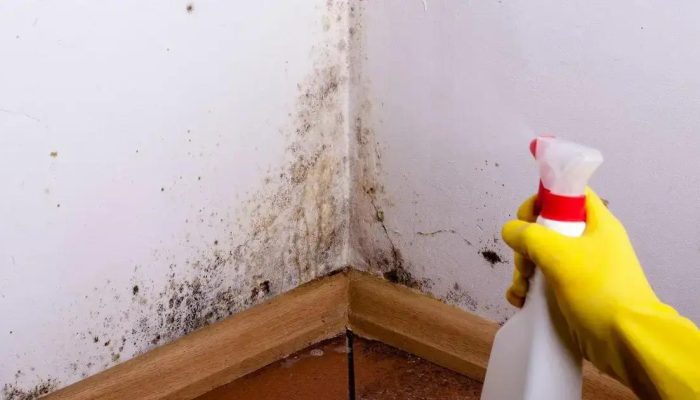 Receita caseira elimina mofo por menos de R$2 com cravo e vinagre